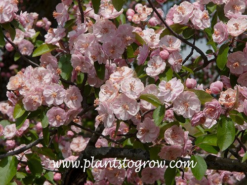 Klehm's Imp Bechtel Crab (Malus ioensis)
late April